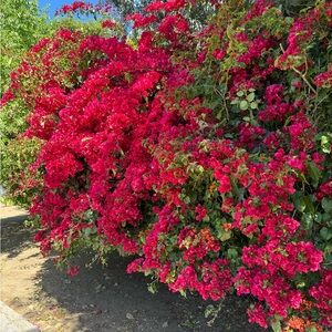 Meet your Posher, Girly